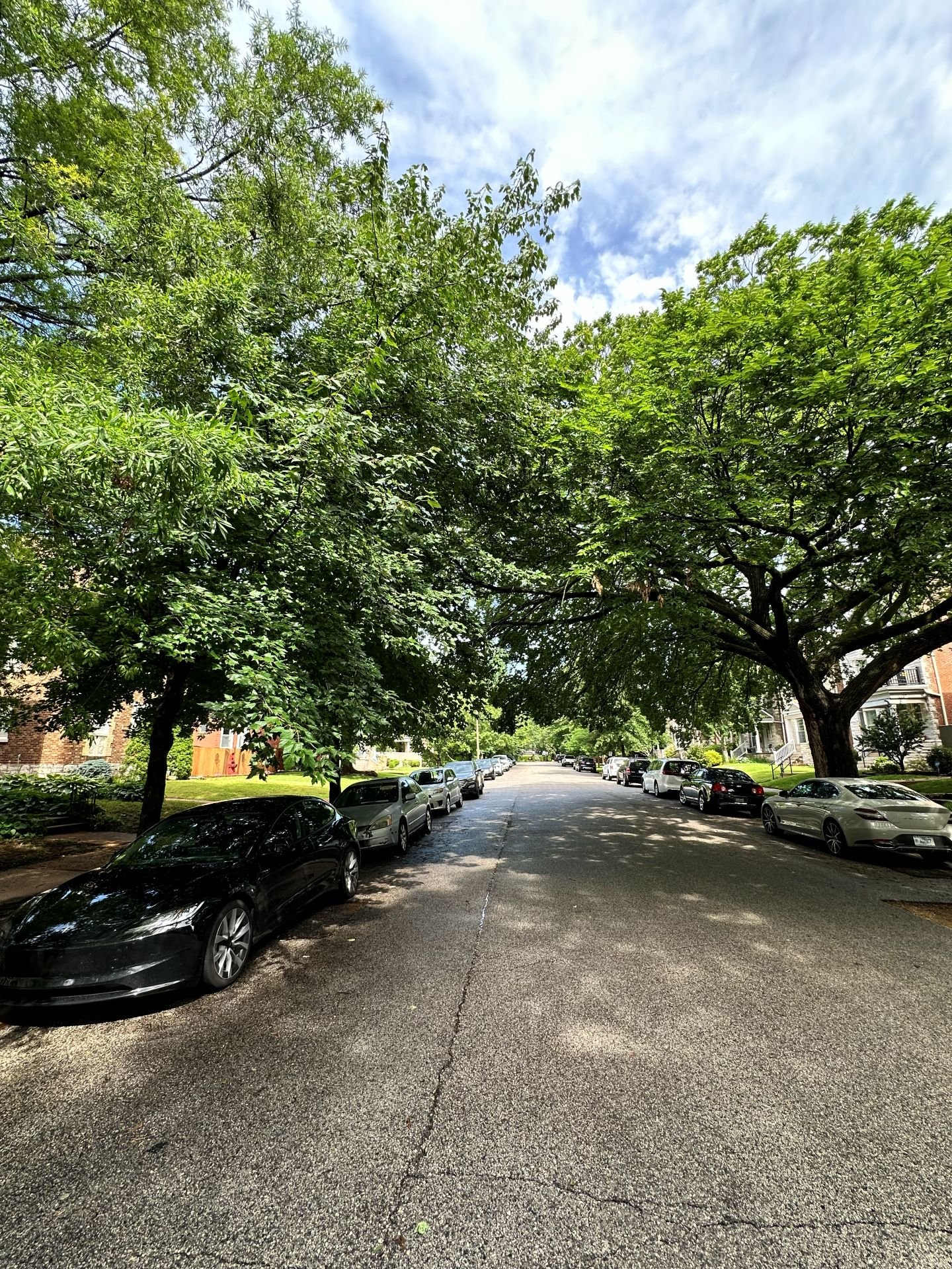 Tree-lined McPherson Avenue